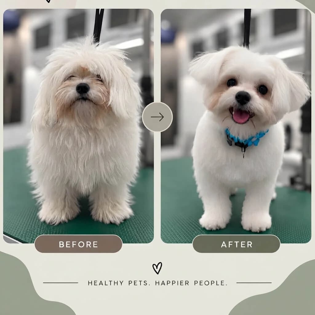 Maltese / Bichon
